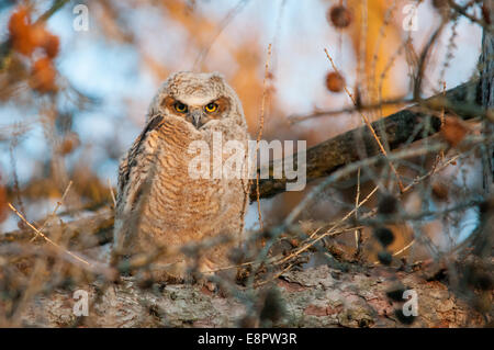 Grand-duc d'Owlet perché sur une branche. Banque D'Images