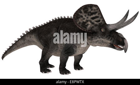 Rendu 3D d'un dinosaure Zuniceratops isolé sur fond blanc Banque D'Images
