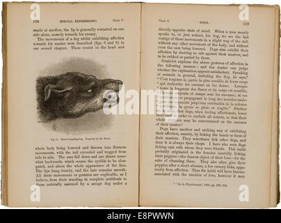 Apparaît dans : Darwin, Charles, 1809-1882. Expression des émotions chez l'homme et les animaux Description : Image de pages face à face Banque D'Images