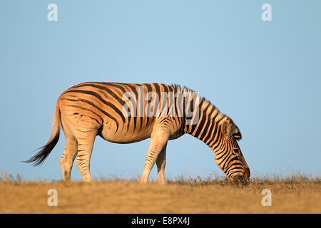 Une plaine (Burchell) Zèbre (Equus burchelli) contre un ciel bleu, Afrique du Sud Banque D'Images