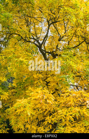 Le caryer (Carya ovata) arbre, automne, Royal Botanic Gardens, Kew Banque D'Images