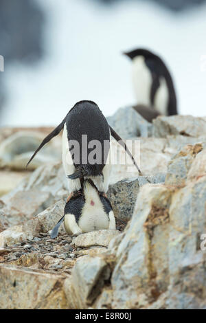 Adelie penguin Pygoscelis adeliae, adultes, l'accouplement en colonie, l'Île Petermann, en Antarctique en janvier. Banque D'Images