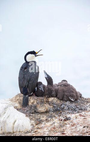 Shag Phalacrocorax bransfieldensis antarctique, des profils avec trois poussins, l'Île Petermann, en Antarctique en janvier. Banque D'Images