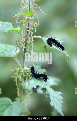 Des Catterpillars Peacock butterfly (Aglais io) sur l'ortie Banque D'Images