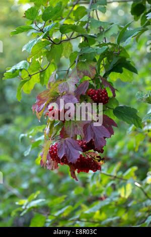 Les baies et les feuilles d'automne de Guelder Rose (Viburnum opulus) Banque D'Images