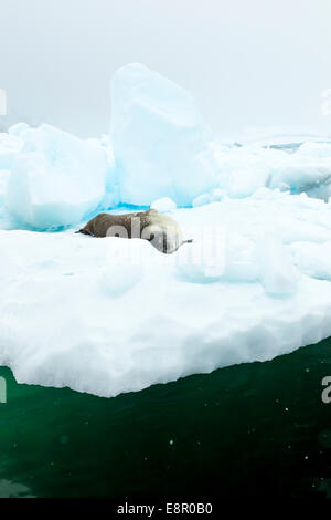 Phoque de Weddell Leptonychotes weddellii, sur iceberg, Neko Harbour, en Antarctique en janvier. Banque D'Images