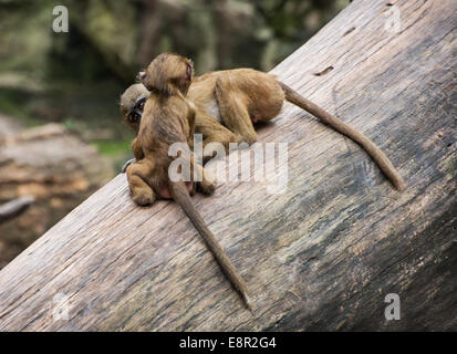 Deux drôles de petits oursons de Guinée babouin (Papio papio) jouent sur le tronc de l'arbre. Thème des animaux. Banque D'Images