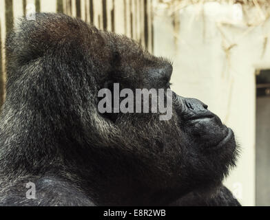 Gorille de plaine de l'ouest (Gorilla gorilla gorilla). Portrait photo. Vue de côté. Banque D'Images