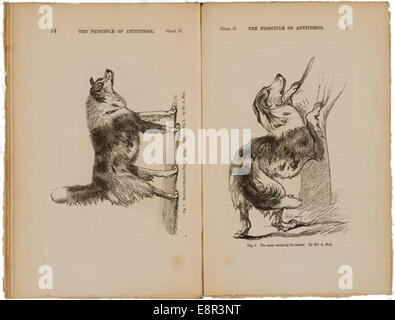 Apparaît dans : Darwin, Charles, 1809-1882. Expression des émotions chez l'homme et les animaux Description : Image de pages face à face Banque D'Images