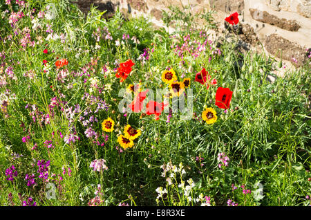 Un beau jardin aléatoire de fleurs sauvages dans un petit village du Wiltshire UK Banque D'Images