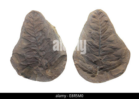 Feuille fossile Neuropteris sp. Période du Carbonifère supérieur Banque D'Images