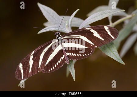 Zebra Longwing chartithonia Antirrhaea (papillon) réglé sur feuille avec des ailes déployées Banque D'Images