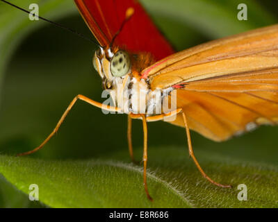 Le Flambeau (Papillon Dryas julia) réglé sur une feuille Banque D'Images