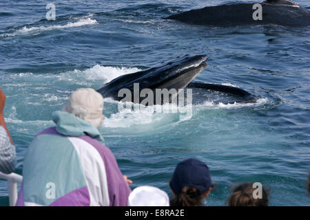 Les observateurs de baleines Humpback Whale Watch, alimentation banc Stellwagen Bank National Marine Sanctuary Banque D'Images