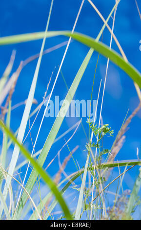 Brins d'herbe. L'herbe se balançant dans le vent contre un ciel bleu. Shallow DOF