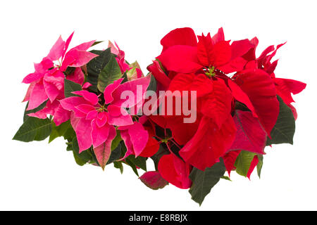 Rose et rouge fleurs poinsettia ou étoile de Noël Banque D'Images