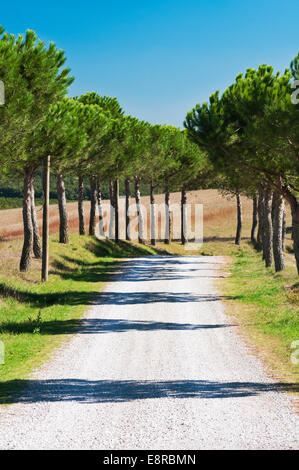 Route de campagne qui traverse l'allée d'arbres aux beaux jours Banque D'Images