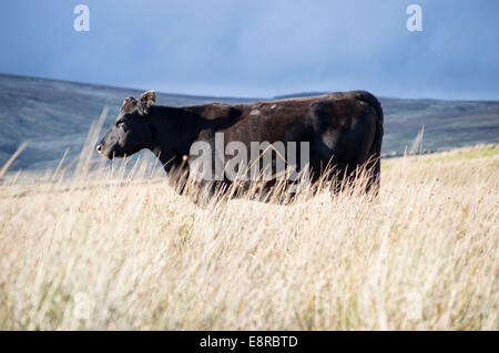 Aberdeen Angus cow Banque D'Images