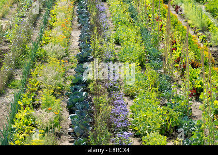 Jardin de légumes Banque D'Images