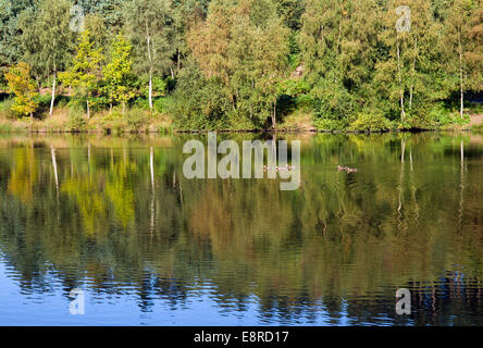 Wildfowl sur chêne juste à la fin de l'été piscine Cannock Chase Zone de Beauté Naturelle Exceptionnelle Staffordshire Banque D'Images