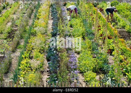 Jardin de légumes Banque D'Images