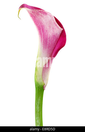 Un rose cala lily isolated on white Banque D'Images