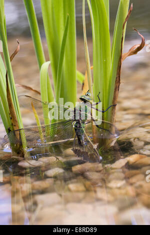 Anax imperator. L'Empereur libellule femelle en ponte dans un étang nouvellement créé. Banque D'Images