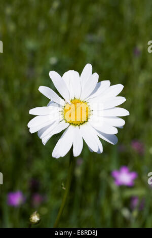 Leucanthemum vulgare. Oxeye daisy dans une prairie de fleurs sauvages. Banque D'Images