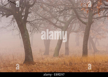 Forêt de chêne dans le brouillard en automne. Banque D'Images