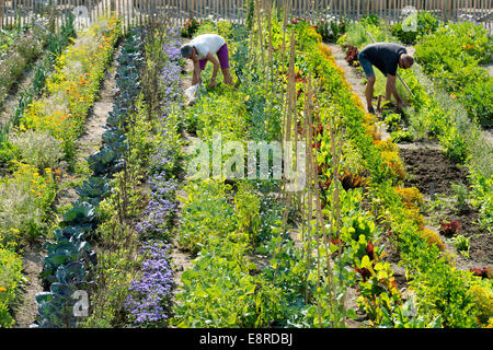 Jardin de légumes Banque D'Images