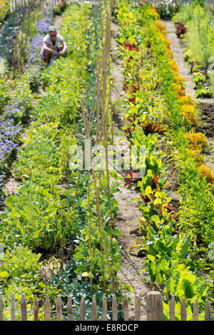 Jardin de légumes Banque D'Images