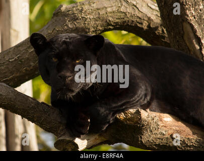 Jaguar noir dans l'arbre Banque D'Images