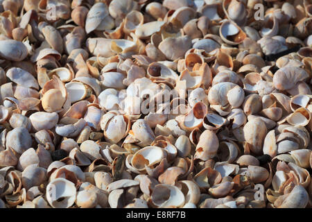 Masses de coquilles de mer cassée sur une plage. Banque D'Images