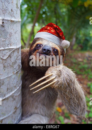 Animaux de Noël, portrait d'un paresseux wearing a santa hat Banque D'Images