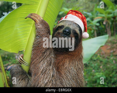 Animaux de Noël, portrait d'un paresseux wearing a santa hat, Costa Rica