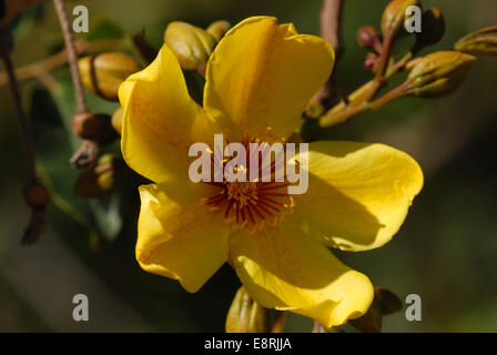 Fleur d'un kapokier, Cochlospermum gillivraei, une vue commune sur les coteaux de Magnetic Island, Queensland, Australie Banque D'Images