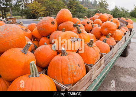 Citrouilles récoltées à la ferme - New York USA Banque D'Images