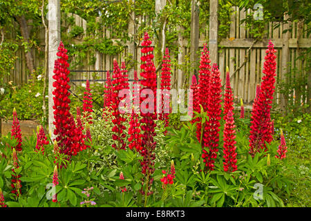Masse de grands épis de lupins rouge vif, Lupinus polyphyllus cultivar ayant un feuillage émeraude en frontière herbacées de English Chalet jardin Banque D'Images