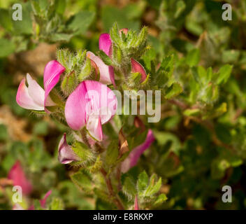 En fleurs sauvages, fleurs roses et feuilles vertes poilues d'Ononis repens croissant dans les dunes de sable à rejeter Point, Angleterre Banque D'Images