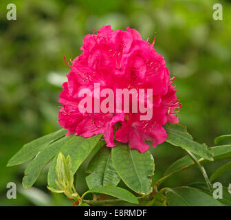 Grande grappe de fleurs de rhododendron rouge magenta brillant feuillage vert et contre fond vert clair Banque D'Images