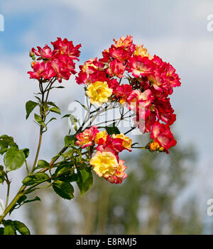 Grande grappe d'un rouge vif et jaune roses bi-colores et feuilles vertes sur longue tige contre fond bleu du ciel Banque D'Images