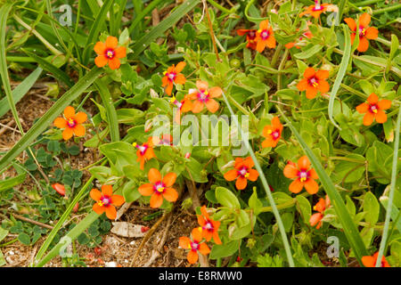 Les fleurs sauvages, la grappe de petites fleurs rouge vif et orange & feuilles de mouron rouge Anagallis arvensis - Banque D'Images
