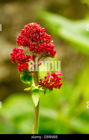 Grappe de fleurs rouge vif, Centranthus ruber, Valériane, contre un arrière-plan vert, à Llandudno au Pays de Galles Banque D'Images