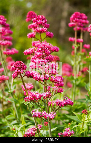 Grappe de fleurs rouge vif, Centranthus ruber, Valériane, progressant à Llandudno au Pays de Galles Banque D'Images