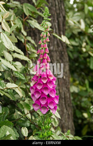 Fleurs rose vif de digitales, Digitalis purpurea (fleurs sauvages, végétation de forêt sombre contre Banque D'Images