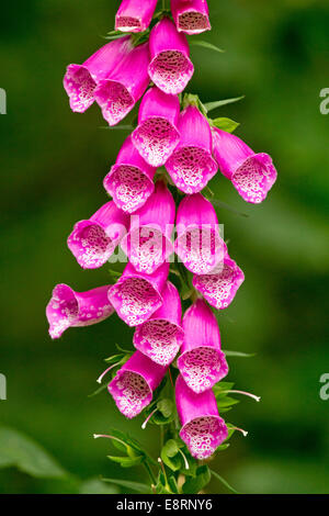 Grand épi de fleurs rose vif de digitales, Digitalis purpurea, de superbes fleurs sauvages britannique, contre fond vert sombre Banque D'Images