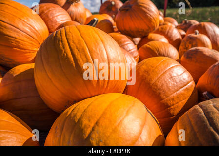 Pumpkins empilés dans un champ d'agriculteurs. Banque D'Images