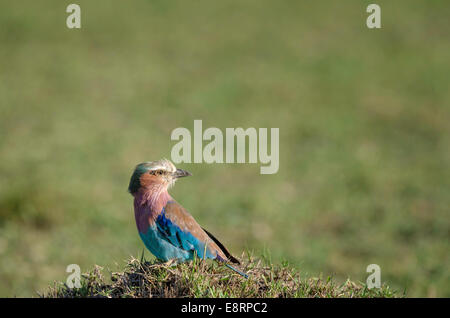 Lilac-breasted Roller assis sur une colline le maintien d'un Lookout Banque D'Images