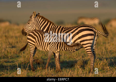 Zebra mare et de soins infirmiers en poulain soleil du soir Banque D'Images