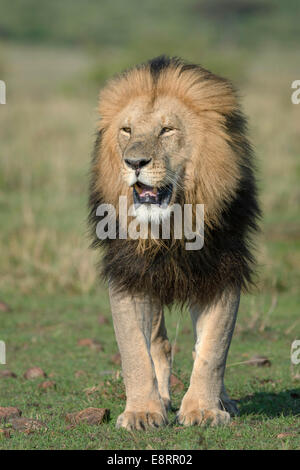 Lion à crinière noire debout face à l'appareil photo Banque D'Images